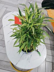 -米娜护肤造型