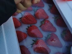 -沈阳市八家子水果批发市场