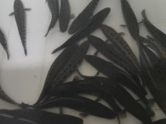 -都江堰石锅鱼