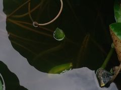 -陈家山荷花公园