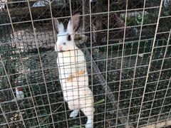 -草根堂农场
