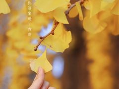 -八大关景区