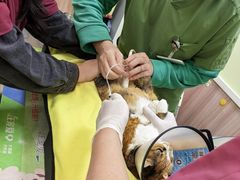 -瑞鹏宠物医院·宠保定点·心脏科·内科(御桥分院)