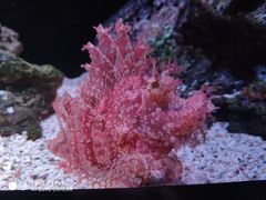 -暹罗海洋世界