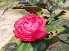 -深圳国际园林花卉博览园