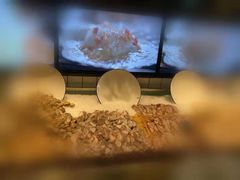 -火宴山海鲜自助火锅(万宴城店)