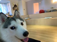-Husky Go! 哈士奇体验馆·宠物咖啡厅狗咖