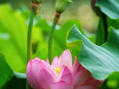 -陈家山荷花公园