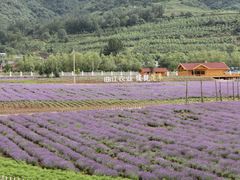 -曲江薰衣草庄园