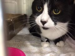 -骐奇宠物诊疗中心(南亭公路店)