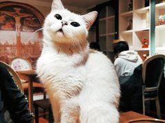 -猫小院猫主题餐厅(南锣旗舰店)