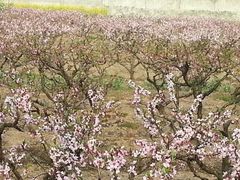 iphone_upload_pic-南汇桃花村