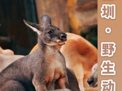 -深圳野生动物园