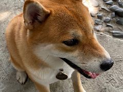 -柴犬高等学院·狗咖·柴犬售卖·宠物训练