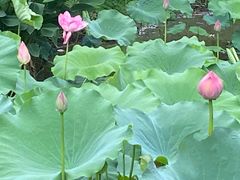 -深圳仙湖植物园