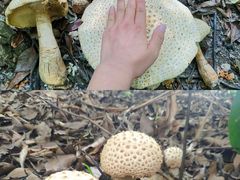 -黄埔油麻山森林公园