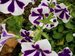 -南通洲际绿博园