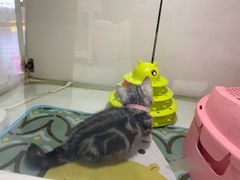 -糯米喵星人·撸猫猫舍咖啡馆(西市场嘉华店)