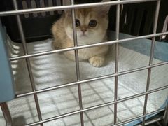 -宠物星动物医院·眼科·异宠·猫科(江南大道总院)