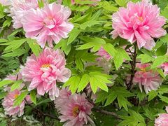 -洛阳市隋唐城遗址植物园