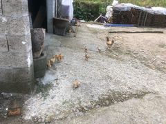 -公盂村