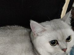 -安安宠医·臻爱宠物医院·宠保定点(营门口路分院)