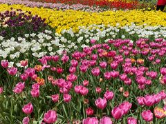 -石家庄市植物园