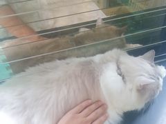 -楼上猫咖(罗湖店)