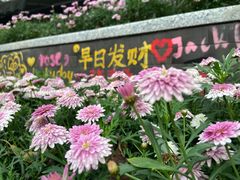 -黄桷坪涂鸦艺术街