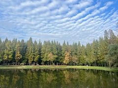 -黄海国家森林公园