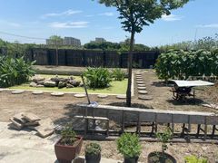 -南汇新场正宗水蜜桃采摘