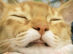 -欣宠猫屋·矮脚拿破仑·蓝金金渐层