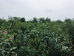 -金谷域澳洲庄园