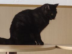 -鼓捣猫呢主题猫咖店