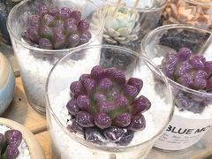 -双季花艺园艺市场(浦东店)