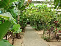 -呀路古热带植物园