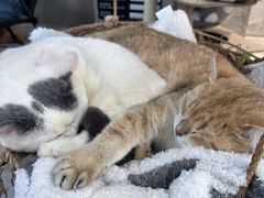 -Heymao猫咖.咖啡厅(东门店)