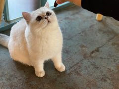 -喵屿·大理花园猫咖