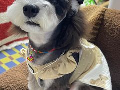 -FAELING PETS美天灵宠物(合生汇店)