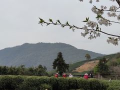 -龙坞茶村
