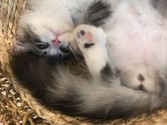 -飞行喵MR PILOT|猫舍·猫咖(静安大融城店)