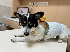 -谐和贝康宠物医院24小时·宠保定点(急重症转诊中心)