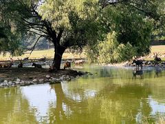 -北京麋鹿生态实验中心