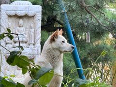 -龙华素斋(龙华路店)