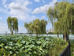 -金银湖国家城市湿地公园