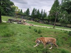 -上海野生动物园