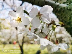 -上海共青森林公园