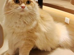 -米乐乖乖猫咪咖啡馆·猫咖(深圳湾后海汇店)