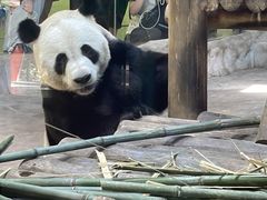 -栾川竹海野生动物园