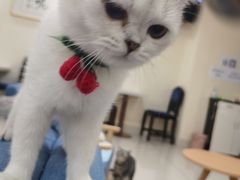 -鼓捣猫呢主题猫咖店